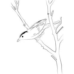 Aquatic Warbler 11 Free Coloring Page for Kids