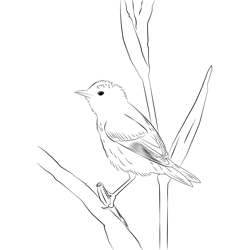 Aquatic Warbler 12 Free Coloring Page for Kids