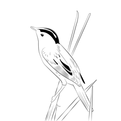 Aquatic Warbler 13 Free Coloring Page for Kids