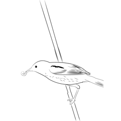 Aquatic Warbler 14 Free Coloring Page for Kids