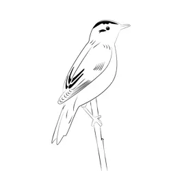 Aquatic Warbler 15 Free Coloring Page for Kids