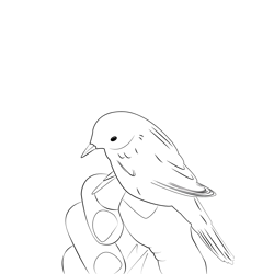 Aquatic Warbler 16 Free Coloring Page for Kids