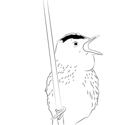 Aquatic Warbler 2 Free Coloring Page for Kids