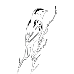 Aquatic Warbler 3 Free Coloring Page for Kids