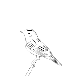 Aquatic Warbler 4 Free Coloring Page for Kids