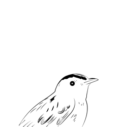 Aquatic Warbler 5 Free Coloring Page for Kids