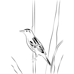 Aquatic Warbler 6 Free Coloring Page for Kids