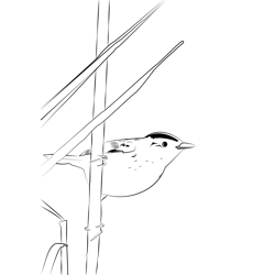 Aquatic Warbler 9 Free Coloring Page for Kids