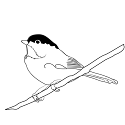 Blackcap 1 Free Coloring Page for Kids