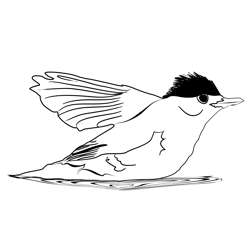 Blackcap 2 Free Coloring Page for Kids