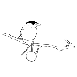 Blackcap 3 Free Coloring Page for Kids