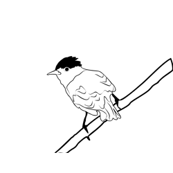 Blackcap 4 Free Coloring Page for Kids