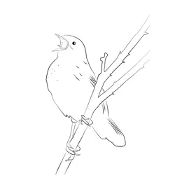 Certti's Warbler 1 Free Coloring Page for Kids