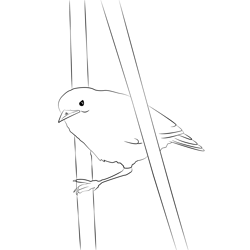 Certti's Warbler 10 Free Coloring Page for Kids