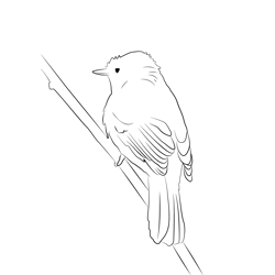 Certti's Warbler 11 Free Coloring Page for Kids
