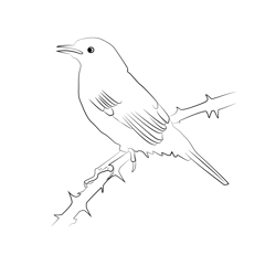 Certti's Warbler 2 Free Coloring Page for Kids