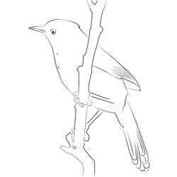 Certti's Warbler 3 Free Coloring Page for Kids