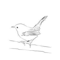 Certti's Warbler 6 Free Coloring Page for Kids