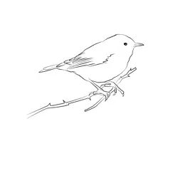 Certti's Warbler 8 Free Coloring Page for Kids