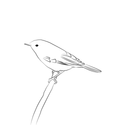 Chiffchaff 1 Free Coloring Page for Kids