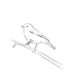 Chiffchaff 2 Free Coloring Page for Kids