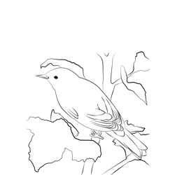Chiffchaff 3 Free Coloring Page for Kids