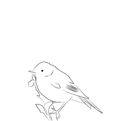 Chiffchaff 5 Free Coloring Page for Kids