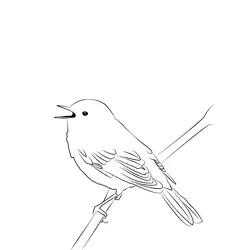 Chiffchaff 6 Free Coloring Page for Kids