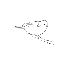 Chiffchaff 7 Free Coloring Page for Kids