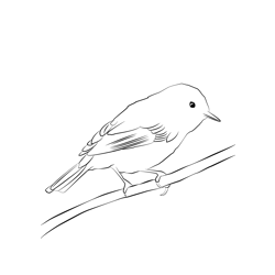 Chiffchaff 8 Free Coloring Page for Kids