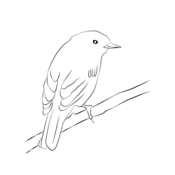 Chiffchaff 9 Free Coloring Page for Kids