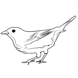 Garden Warbler 1 Free Coloring Page for Kids