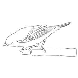 Garden Warbler 4 Free Coloring Page for Kids