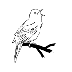 Grasshopper Warbler 1 Free Coloring Page for Kids