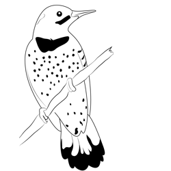 A Male Northern Flicker Free Coloring Page for Kids