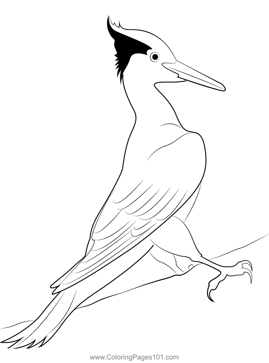 A Pileated Woodpecker Coloring Page for Kids - Free Woodpeckers