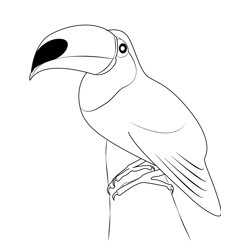 Beautiful Toucan Bird Free Coloring Page for Kids