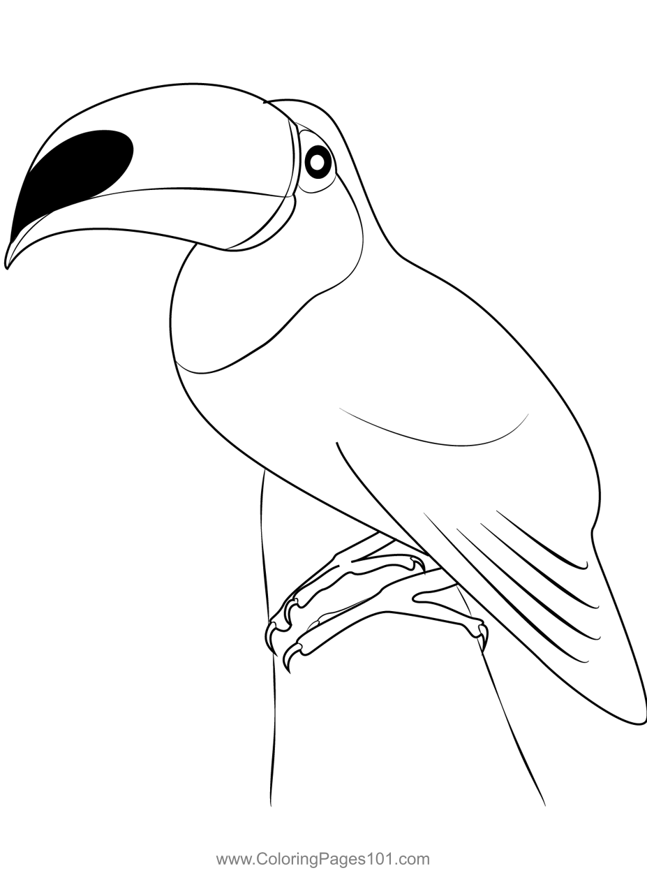 Beautiful Toucan Bird