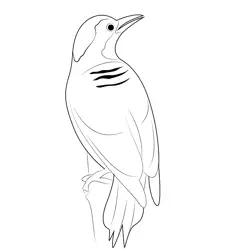 Black Cheeked Woodpecker Male Free Coloring Page for Kids