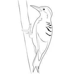 Black Cheeked Woodpecker Free Coloring Page for Kids