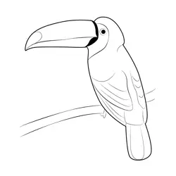 Black Mandibled Toucan Free Coloring Page for Kids
