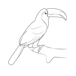 Blue Throated Toucanet Free Coloring Page for Kids