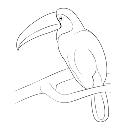 Branch Toucan Bird Free Coloring Page for Kids