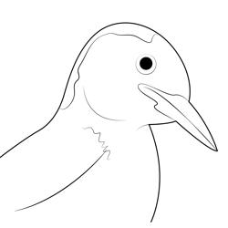 Close Up Red Bellied Woodpecker Free Coloring Page for Kids