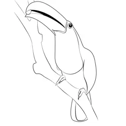 Close Up Toucan Free Coloring Page for Kids
