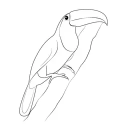Colorful Toucan Bird Free Coloring Page for Kids