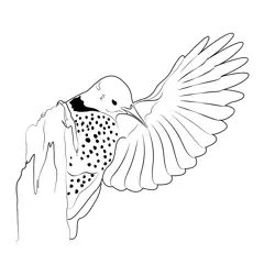 Common Flicker One Wing Fly Free Coloring Page for Kids