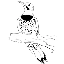 Common Flicker Rest Free Coloring Page for Kids