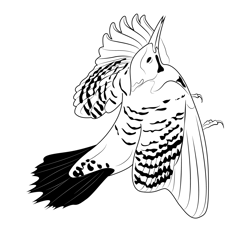 Common Flicker Wing Fly Free Coloring Page for Kids