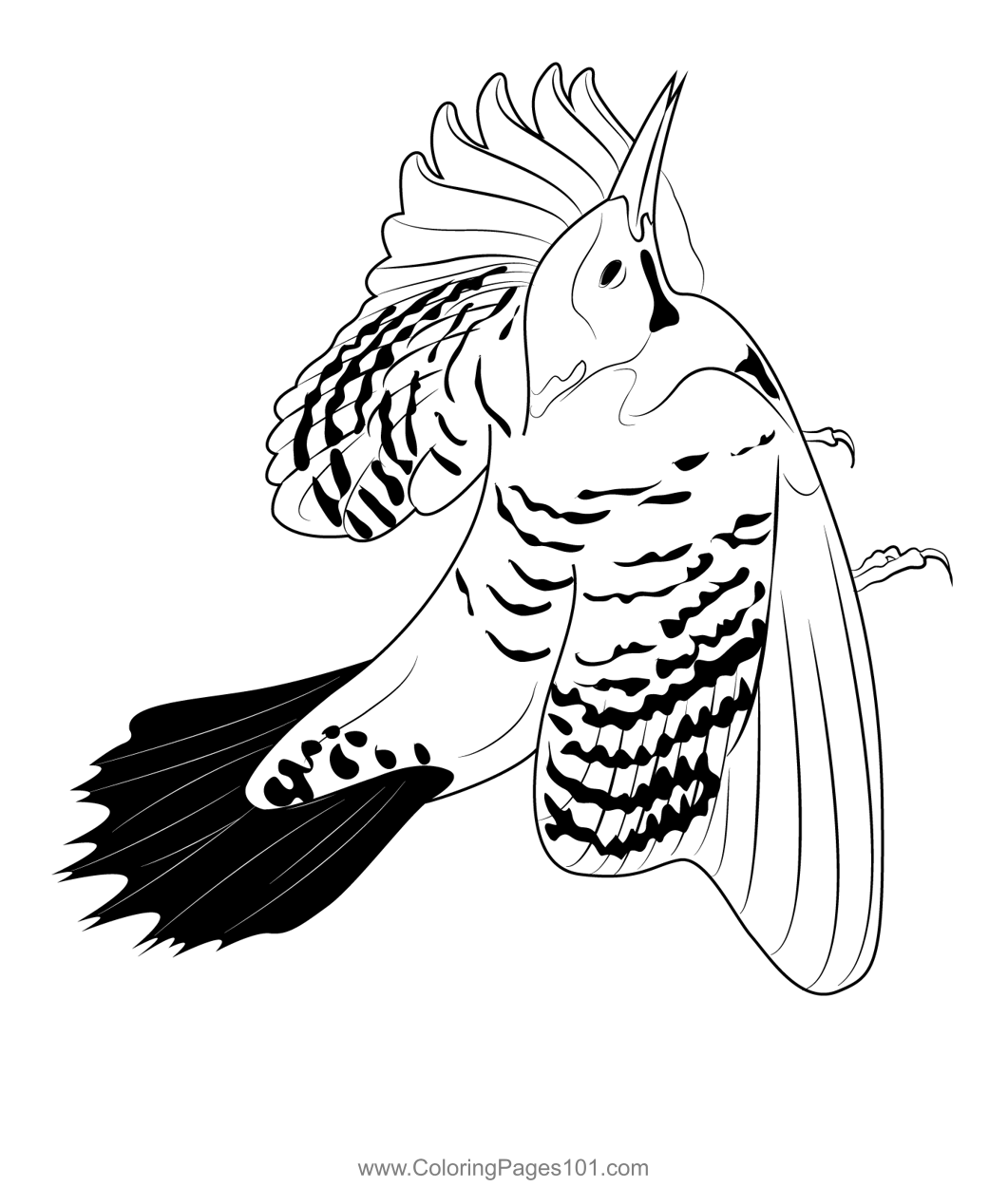 Common Flicker Wing Fly Coloring Page for Kids - Free Woodpeckers ...